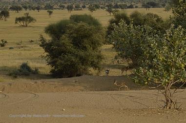 03 Camelride,_Sanddunes,_Kuri_DSC3420_b_H600